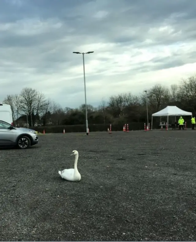 Confused swan in car park