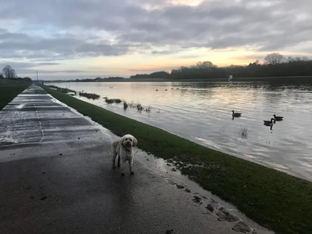 Dog by lake