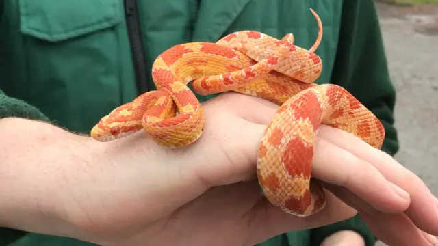 Corn snake