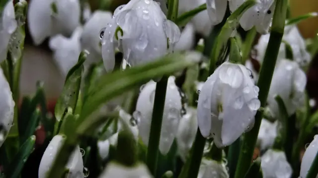 Snowdrops