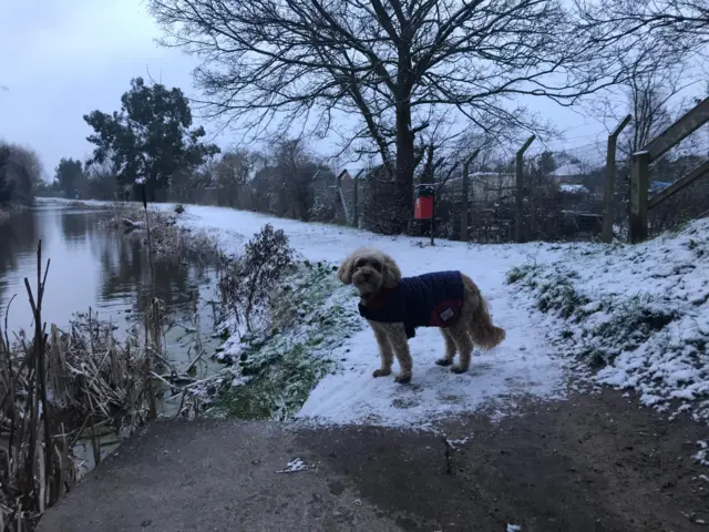 Dog in snow