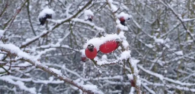 Berries in snow