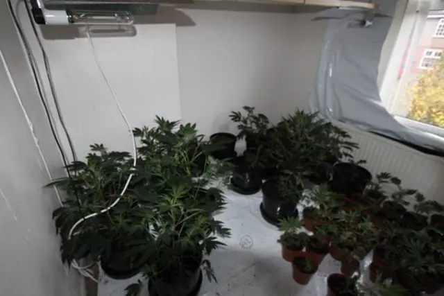 Cannabis grow found at a house in Blidworth, Nottinghamshire