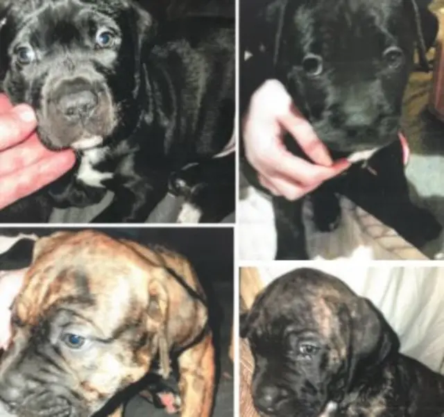 Stolen puppies