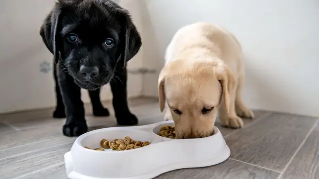 Puppies eating