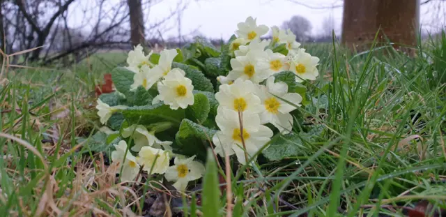 Daffodils in Cropwell Butler, in Nottinghamshire