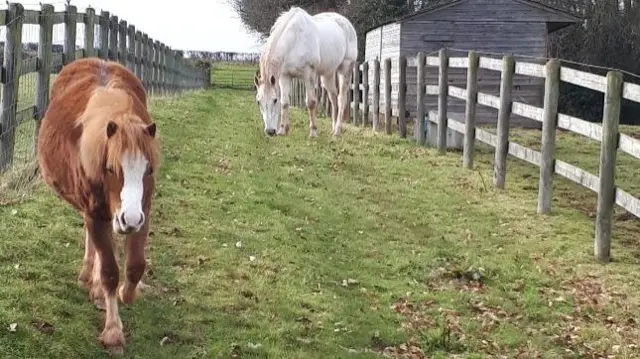 Horses in field