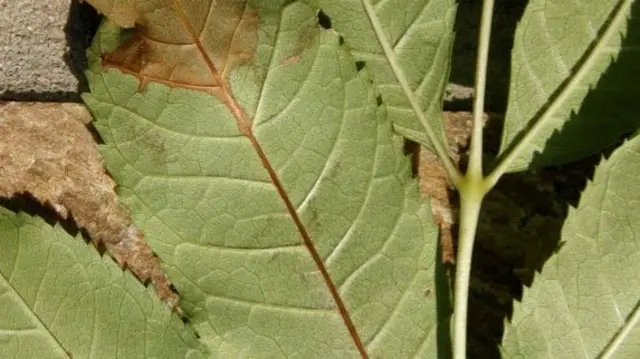 Damage to an ash leaf - stock picture