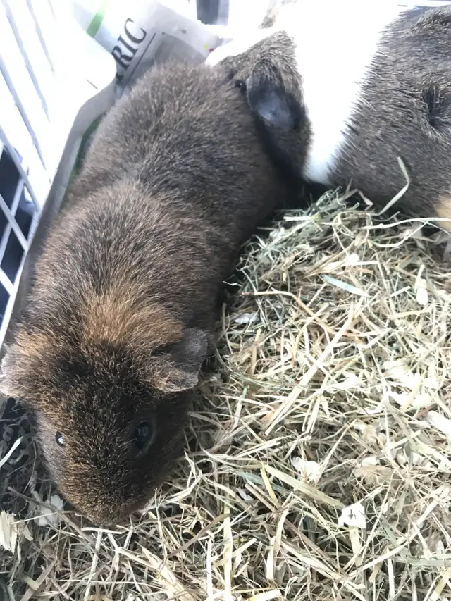 The guinea pigs