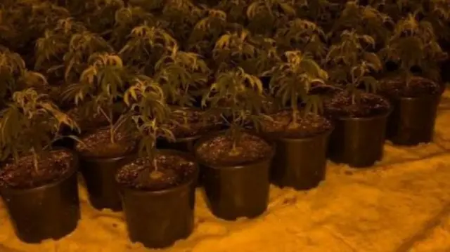 Cannabis plants found