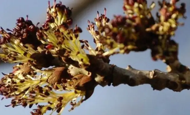 Ash tree leaves