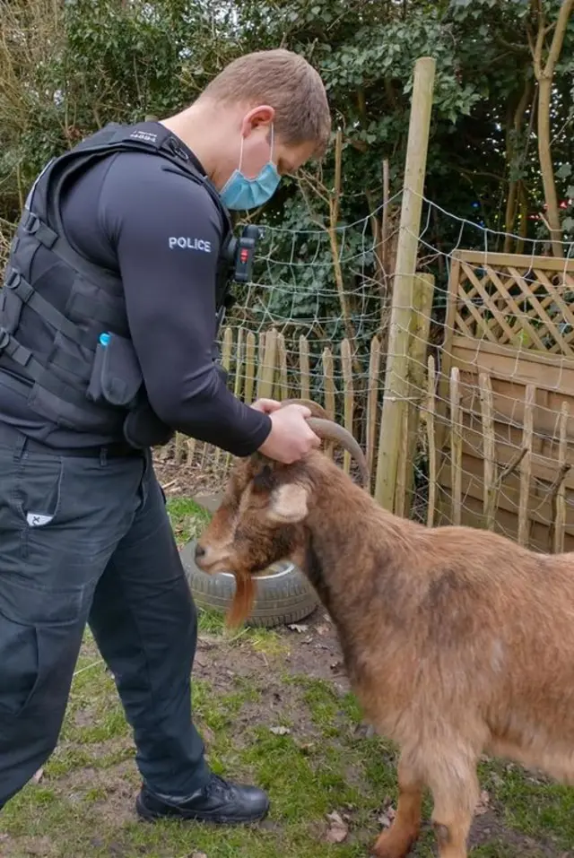 Goat in Derbyshire