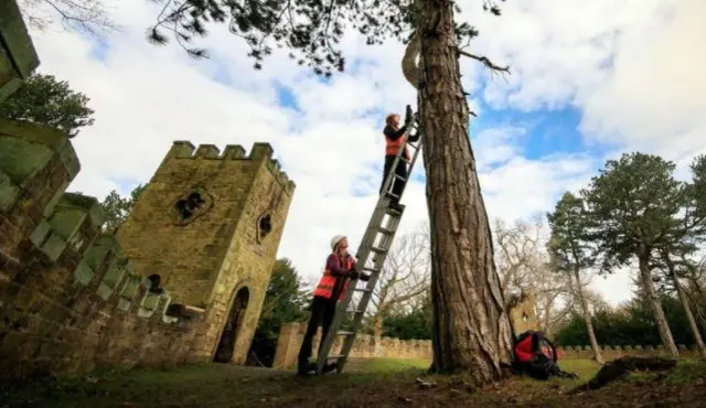 Nest boxes being secured to a tree