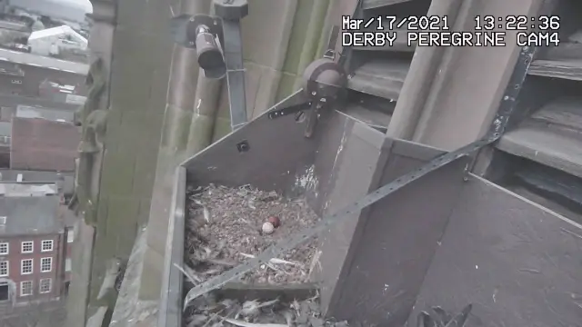 Peregrine falcon's eggs