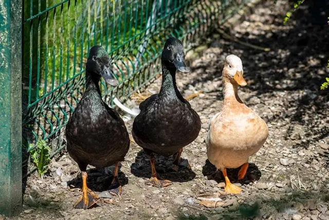 Ducks at Pets Corner