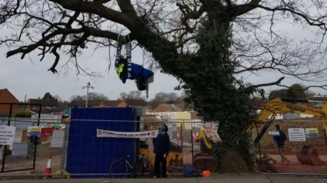 Protest in the tree