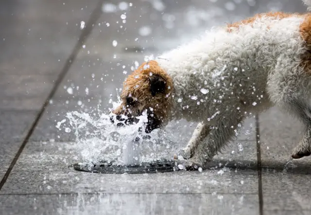 Dog in heatwave