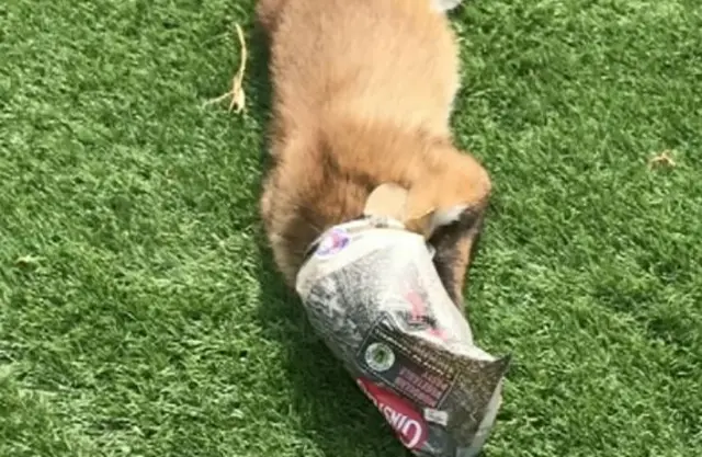 Fox with head in pasty wrapper