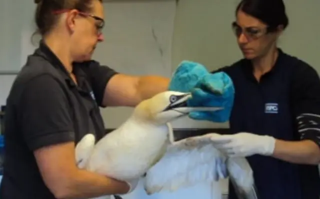 Gannet tangled in face mask