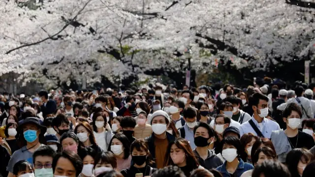 Visitors wearing protective face masks amid the coronavirus disease (COVID-19) pandemic, walk underneath blooming cherry blossoms at Ueno Park in Tokyo, Japan,