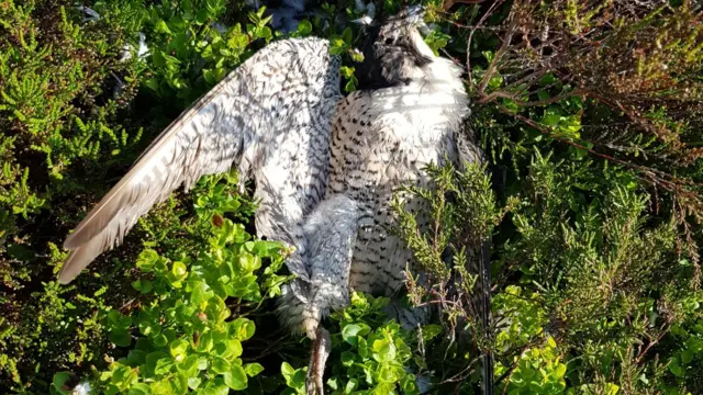 Peregrine falcon