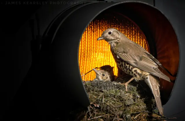 Mistle thrush and chicks nesting in traffic lights outside the University of Leeds