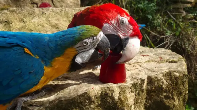 Macaws Echo and Kato