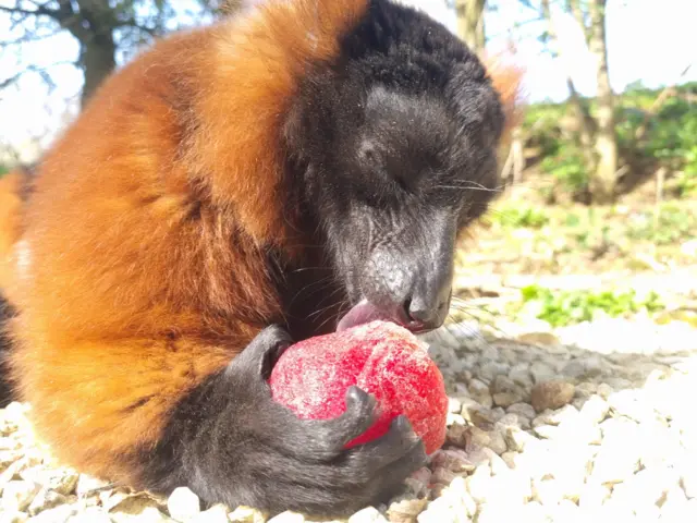 D’Artagnan the red ruffed lemur enjoying a mixed berry ice lolly