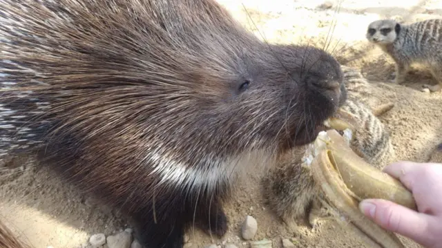 Porcupine eating a frozen banana