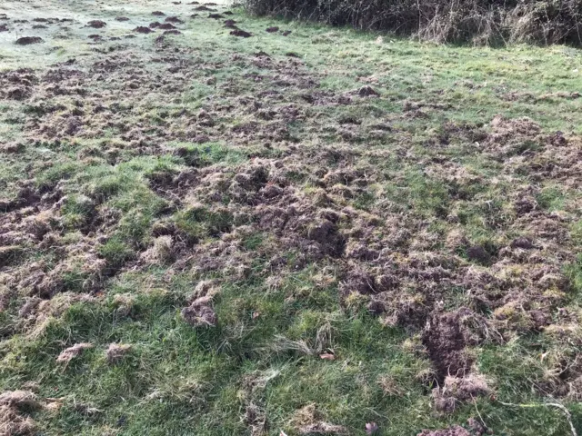 A field with signs of wild boar