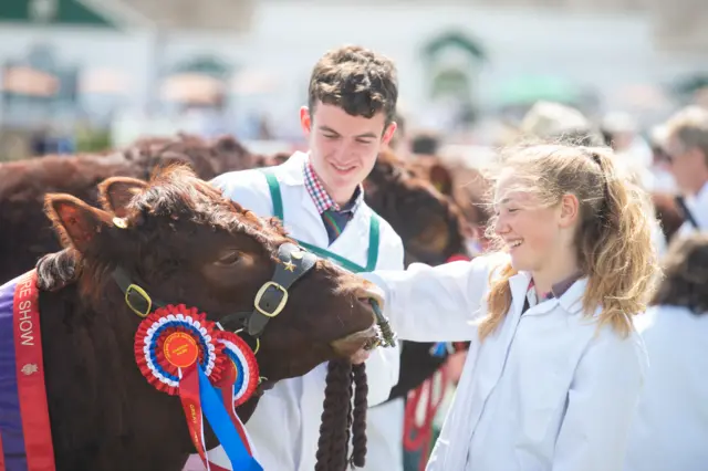 Cattle at the 2019 show