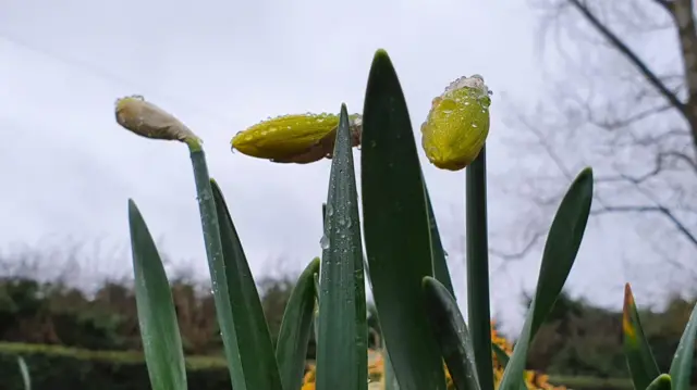 Daffodils