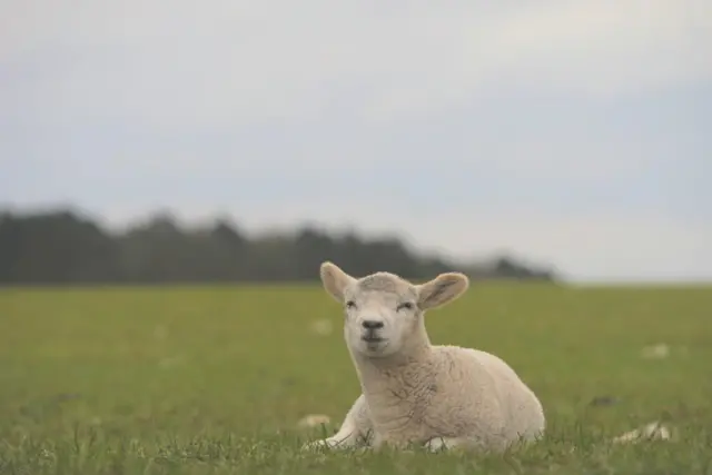 A lamb in a field