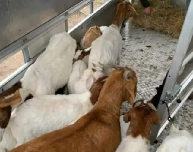 Rescued goats