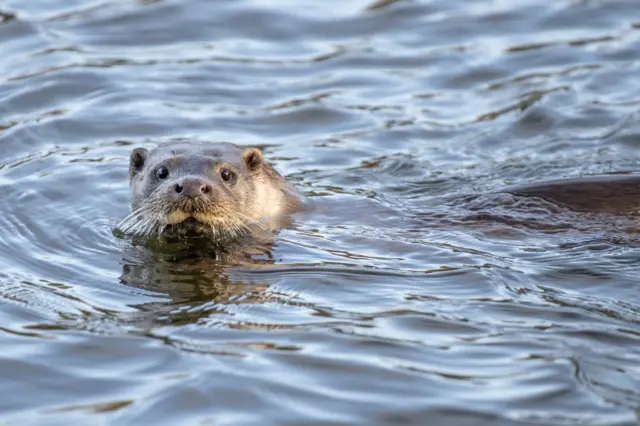 Otters