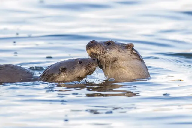 Otters