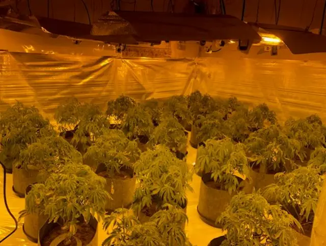 Cannabis farm at Kildare Street