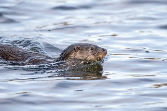 Otters