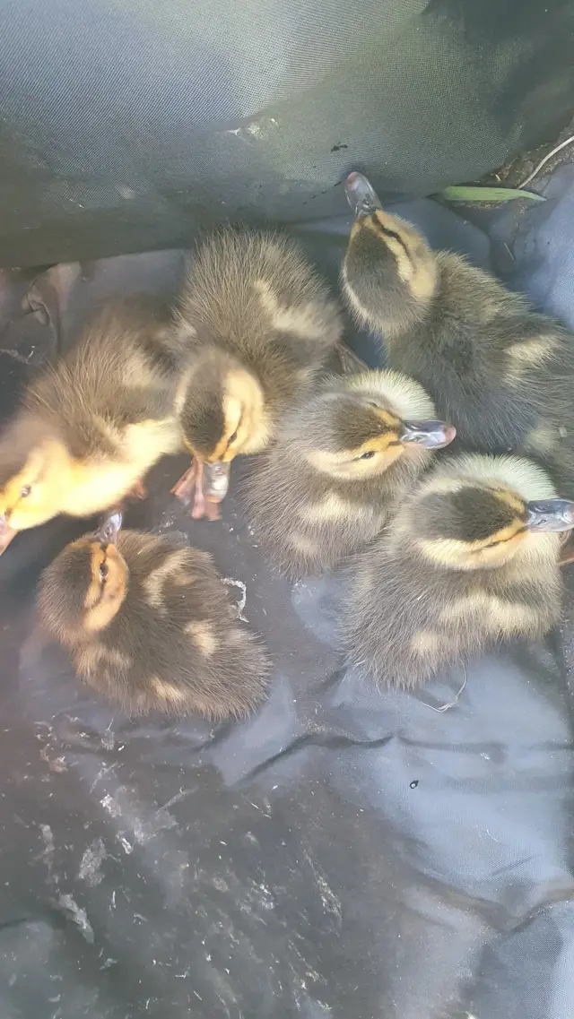 The six ducklings