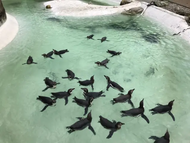 Penguins at Newquay Zoo