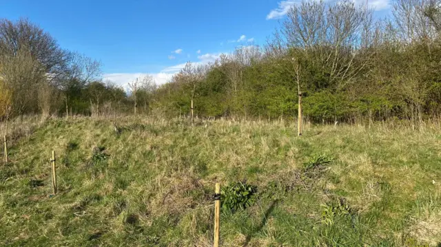 Damaged cherry trees