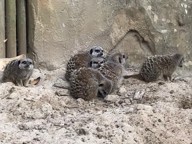 Lemurs at Newquay Zoo