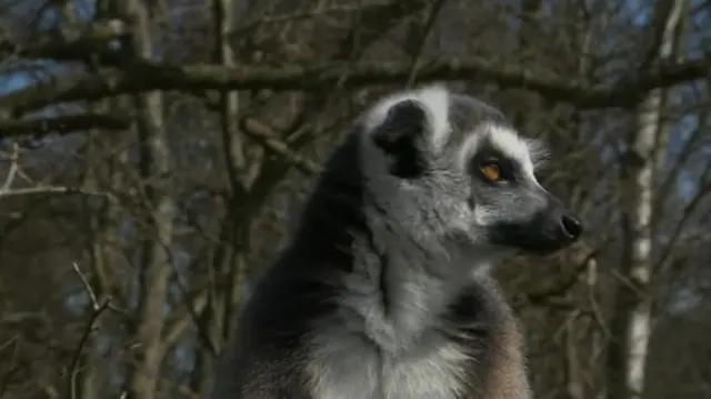 Ring-tailed lemur at Northumberland County Zoo