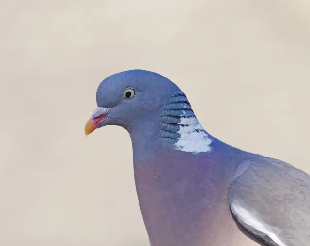 Pigeon