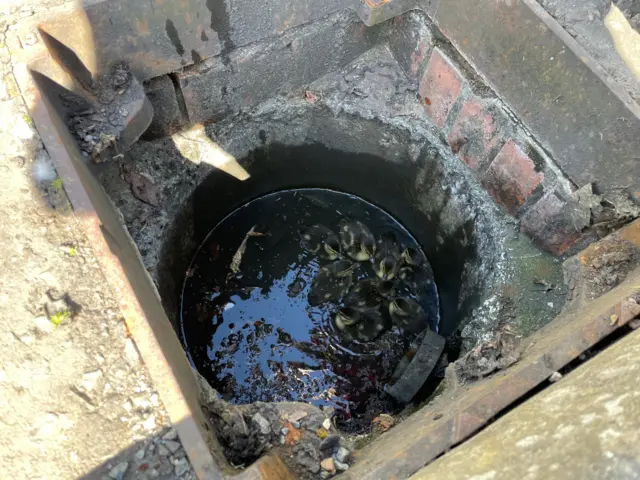 Ducklings in a drain