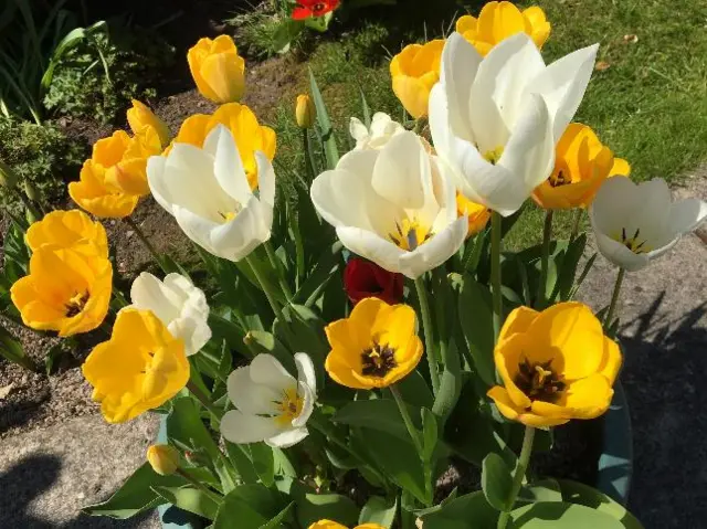 Tulips in Smethwick