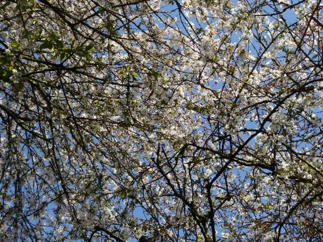 Blossom in Warwick