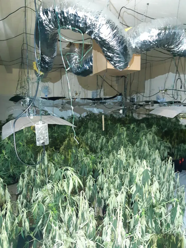 Cannabis farm