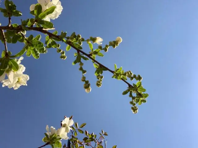 Blossom in Sutton Coldfield