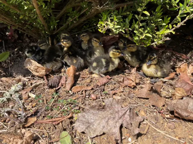 Ducklings